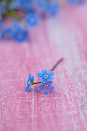 Forgetmenot flowers on wooden surfaceの写真素材