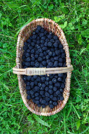 blackberries in basket on grassの写真素材