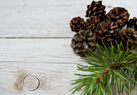 pine cones with branch on a white backgroundの写真素材