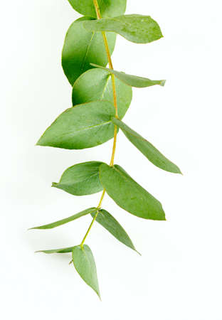 eucalyptus isolated on white