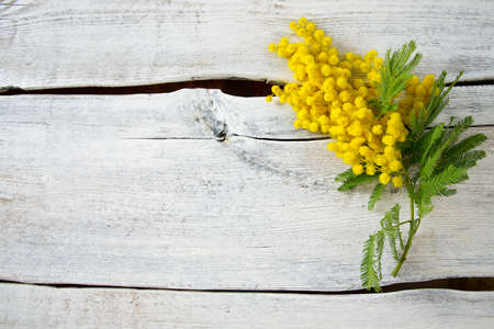twig of mimosa flowerの写真素材