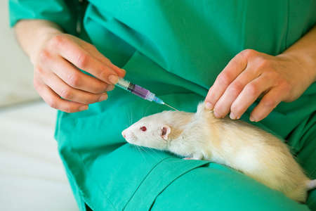 veterinarian posing with ratの写真素材