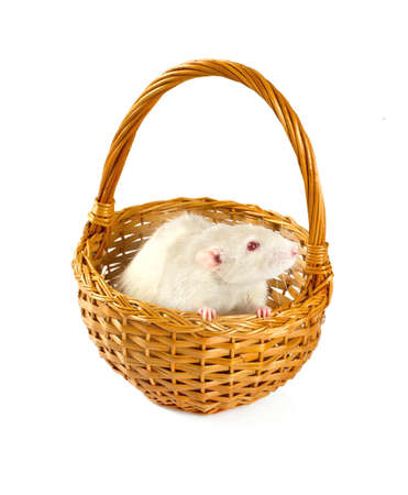 rat on white backgroundの写真素材