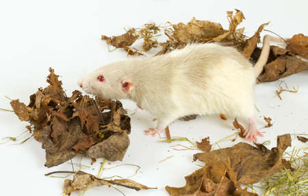 rat on white backgroundの写真素材