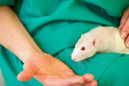 veterinarian posing with rat