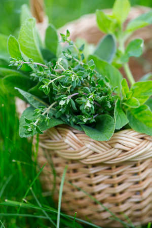 fresh herbs in basketの写真素材