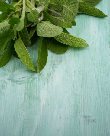 sage on turquoise wooden surfaceの写真素材