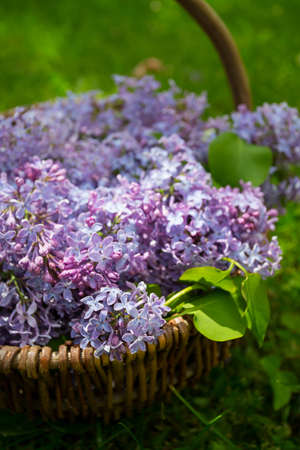 purple lilac in basketの写真素材