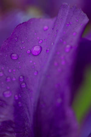 iris flower in gardenの写真素材