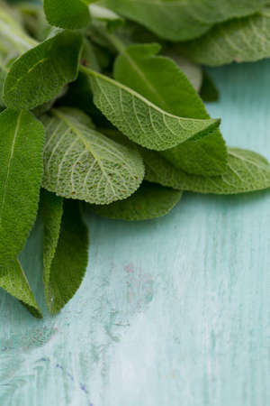 sage on turquoise wooden surfaceの写真素材