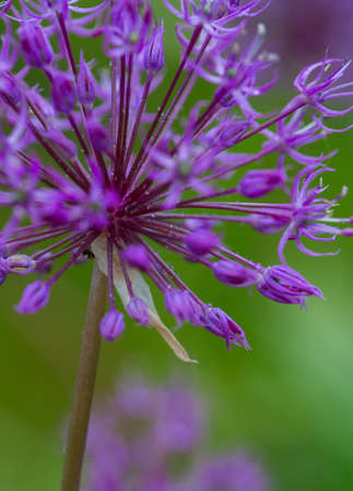 alium flowers growing