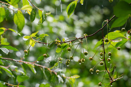 rain drops over growing cherries