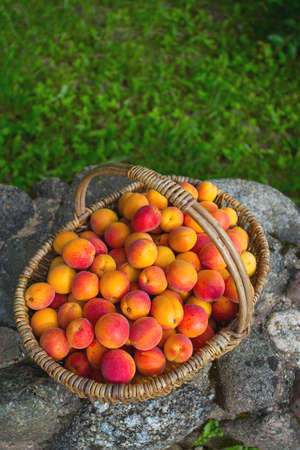 ripe apricotsの写真素材