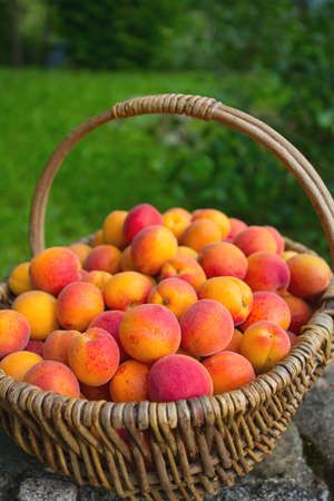 ripe apricotsの写真素材