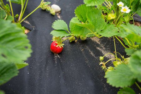 growing strawberries under black filmの写真素材