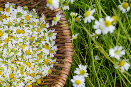 collecting chamomile flowers の写真素材