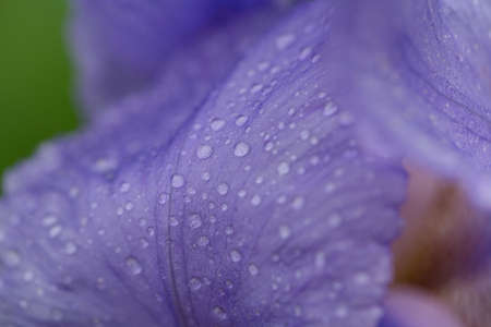 iris flower in gardenの写真素材