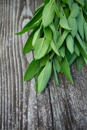 sage on wooden surfaceの写真素材