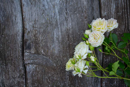 beautiful white roses on wooden surfaceの写真素材