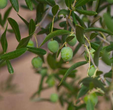 growing olives close upの写真素材