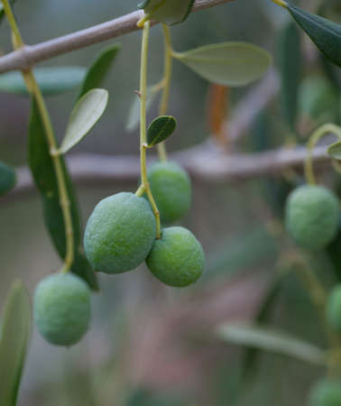 growing olives close up