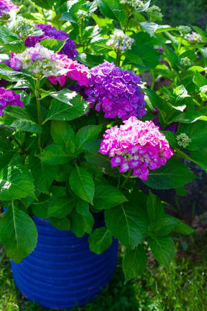 purple hydrangea growing