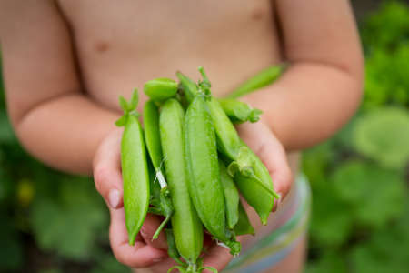 child holding pea podsの写真素材