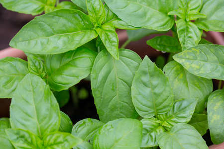 basil growの写真素材