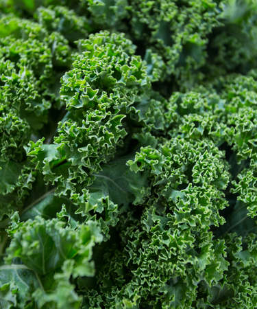 fresh kale close upの写真素材