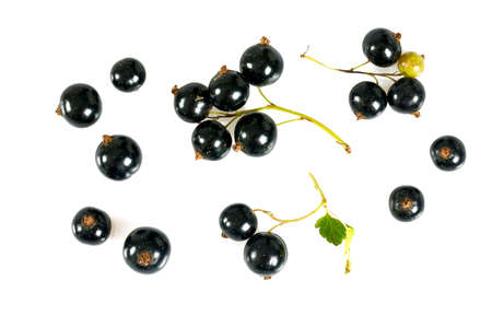 black currant isolated on white,の写真素材