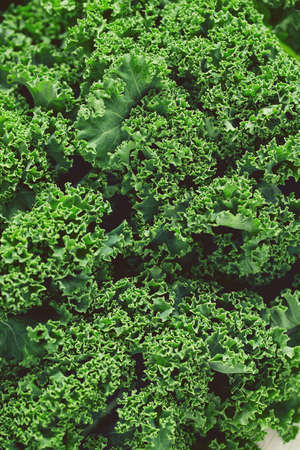fresh kale close upの写真素材