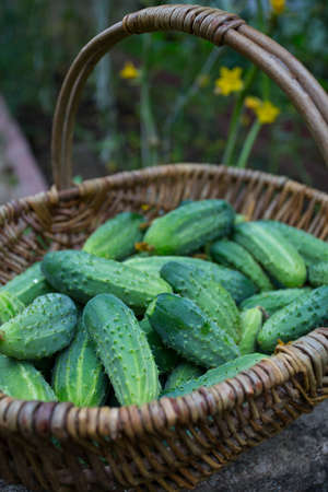 basket of cucumbers in a glass houseの写真素材