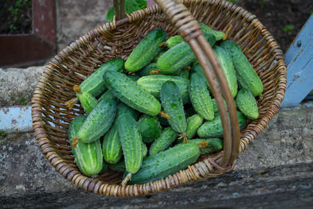 basket of cucumbers in a glass houseの写真素材