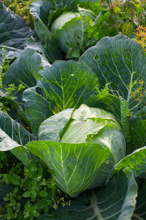 growing cabbage