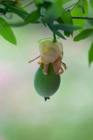 passion flower fruit growingの写真素材