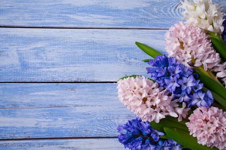 Fresh  hyacinths on blue woden surfaceの写真素材