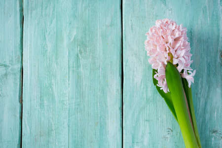 Fresh pink flowers hyacinths on woden surfaceの写真素材