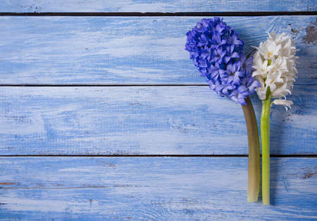 Fresh  hyacinths on blue woden surfaceの写真素材