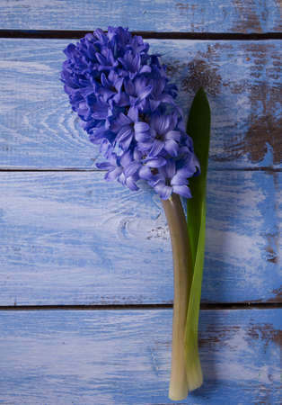 purple hyacinth on blue wooden surfaceの写真素材
