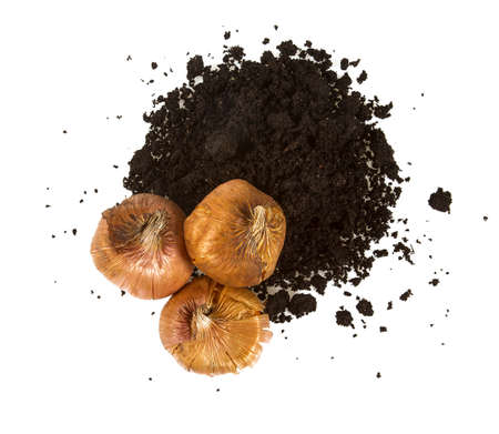 flower bulbs and soil