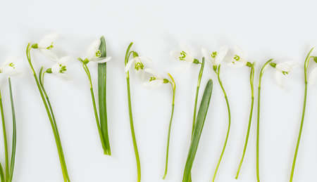 snowdrop isolated on whiteの写真素材