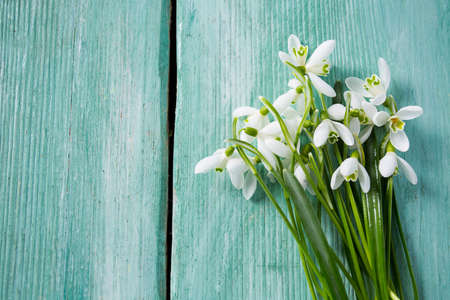 snowdrops on turquoise wooden surfaceの写真素材