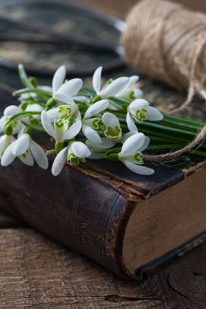 snowdrop on an old bookの写真素材