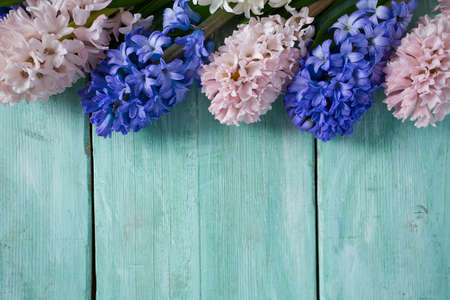 beautiful hyacinth flower on turquoise wooden surfaceの写真素材