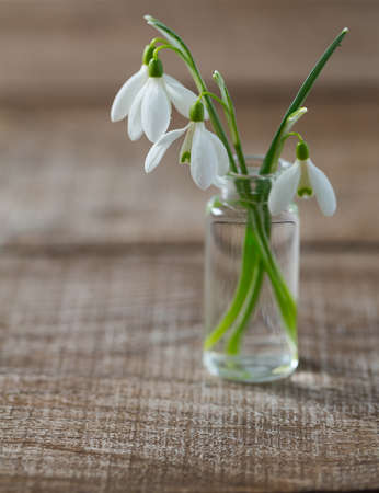 snowdrop on wooden surfaceの写真素材