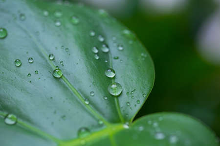 water drops on green plant