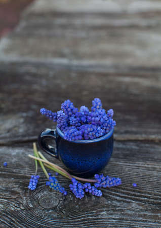 grape hyacinth on old wooden surfaceの写真素材