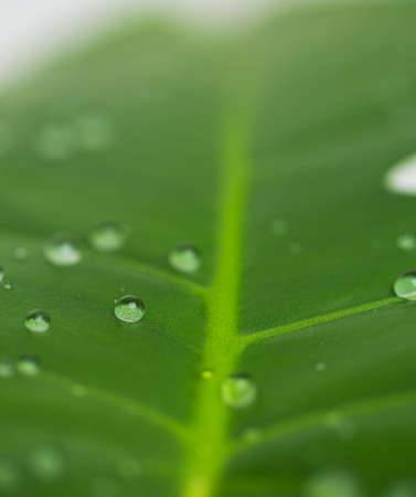 water drops on green plantの写真素材