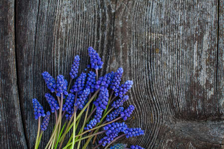 grape hyacinth on old wooden surfaceの写真素材