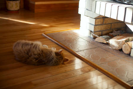 fluffy red cat lying on the floorの写真素材